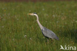 Blauwe Reiger (Ardea cinerea)