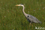 Blauwe Reiger (Ardea cinerea)
