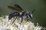 Blauwe zandbij (Andrena agilissima) 