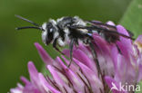 mining bee (Andrena agilissima)