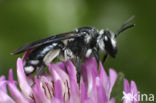 Blauwe zandbij (Andrena agilissima) 