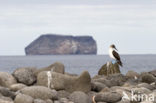 Blue-footed booby (Sula nebouxii)