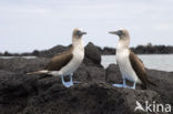 Blue-footed booby (Sula nebouxii)