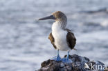 Blue-footed booby (Sula nebouxii)