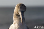 Blue-footed booby (Sula nebouxii)