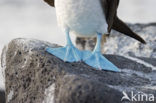 Blue-footed booby (Sula nebouxii)