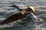 Blue-footed booby (Sula nebouxii)