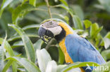 Blue-and-yellow Macaw (Ara ararauna)
