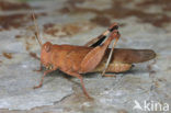 Blauwvleugelsprinkhaan (Oedipoda caerulescens) 