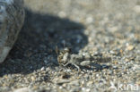 Blauwvleugelsprinkhaan (Oedipoda caerulescens) 