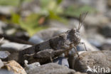 Blauwvleugelsprinkhaan (Oedipoda caerulescens) 