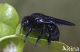 Blauwzwarte Houtbij (Xylocopa violacea) 