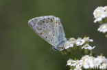 Chalk Hill Blue (Polyommatus coridon)