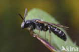 Blokhoofdgroefbij (Halictus maculatus) 