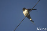 Boerenzwaluw (Hirundo rustica) 