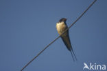 Boerenzwaluw (Hirundo rustica) 