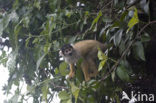 Black-Headed Squirrel Monkey