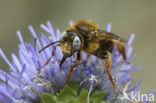 Bonte viltbij (Epeoloides coecutiens)