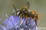 Bonte viltbij (Epeoloides coecutiens)