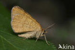 Rannoch Looper (Itame brunneata)