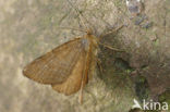 Rannoch Looper (Itame brunneata)