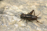 Boskrekel (Nemobius sylvestris)