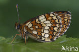 Bosparelmoervlinder (Melitaea athalia) 