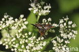 Bosrankvlinder (Thyris fenestrella)