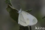 Boswitje (Leptidea sinapis) 