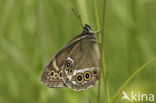 Woodland Brown (Lopinga achine)