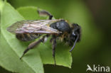 Breedrandzandbij (Andrena synadelpha)