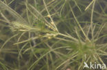 Breekbaar kransblad (Chara globularis)