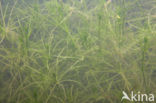 Fragile Stonewort (Chara globularis)