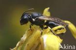 Brilmaskerbij (Hylaeus dilatatus)