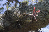 Bromelia (Tillandsia spec.)