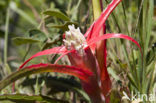 Bromelia (Tillandsia spec.)