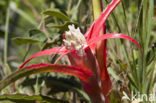 Airplant (Tillandsia spec.)