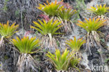 Pineapplefamily (Bromeliaceae)