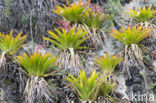 Bromelia