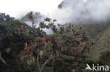 Pineapplefamily (Bromeliaceae)