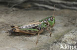 Black-spotted Grasshopper (Stenobothrus nigromaculatus)