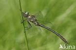Orange-spotted Emerald (Oxygastra curtisii) 
