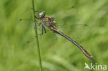 Orange-spotted Emerald (Oxygastra curtisii) 