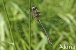 Bronslibel (Oxygastra curtisii) 