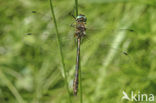 Bronslibel (Oxygastra curtisii) 