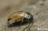 Bruin lieveheersbeestje (Aphidecta obliterata)