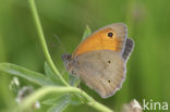 Meadow Brown (Maniola jurtina)
