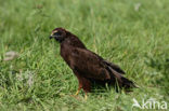 Bruine Kiekendief (Circus aeruginosus)