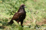 Bruine Kiekendief (Circus aeruginosus)