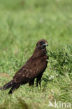 Bruine Kiekendief (Circus aeruginosus)